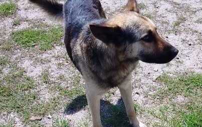 Zdjęcie do Znaleziono psa