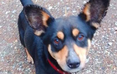 Zdjęcie do Znaleziono psa