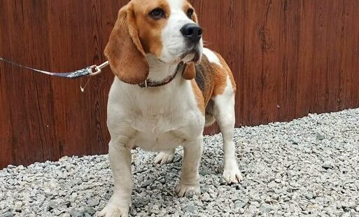 Zdjęcie do Psy do adopcji